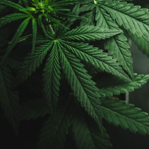 NYSACHO Issues Press Release on Regulated Marijuana